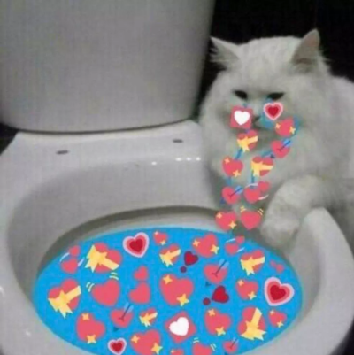 猫猫表情包情头