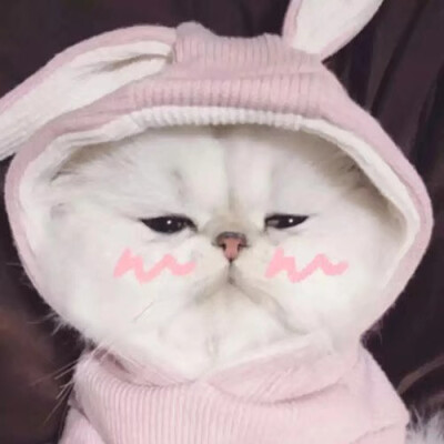 猫猫表情包情头
