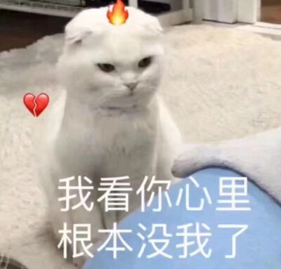 猫猫情头表情包