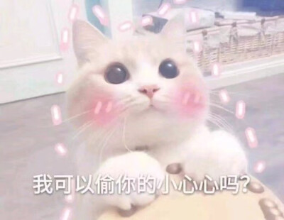 猫猫情头表情包