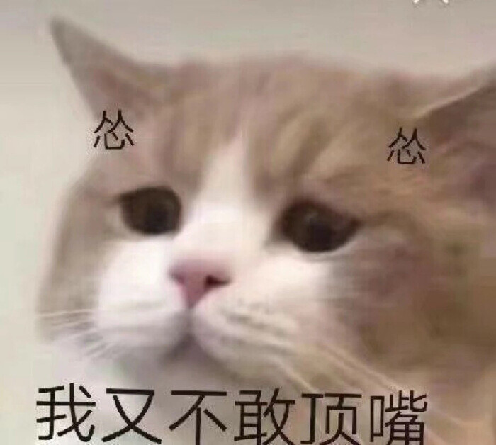 猫猫情头表情包