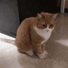 猫猫情头表情包