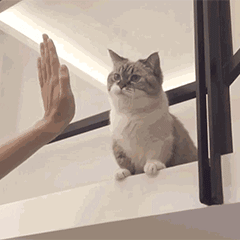 猫猫情头表情包