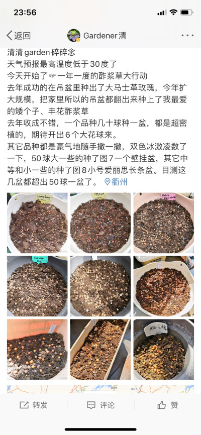 喜欢柔柔的——酢浆草