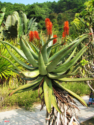 好望角芦荟 Aloe ferox