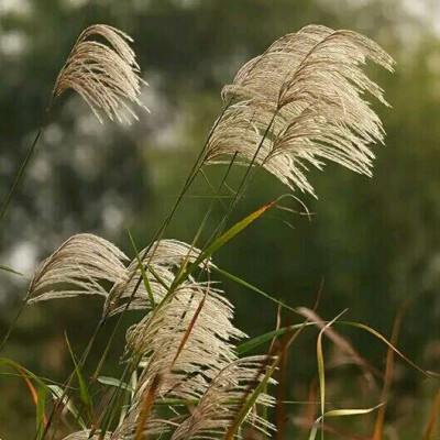 #最美古诗词# 蒹葭苍苍，白露为霜。所谓伊人，在水一方。 绿洲