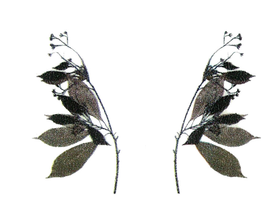 PNG免抠手账素材【午夜凋零】