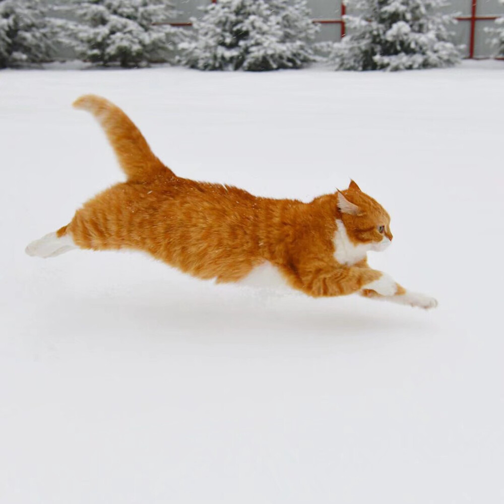 雪地里奔跑的俄罗斯橘猫，Inst_cute_ginger_cat ​​​