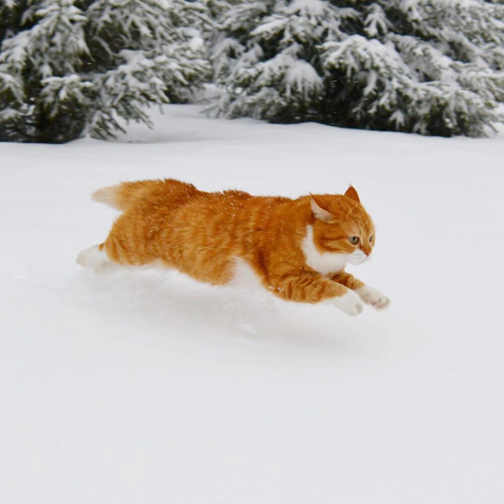 雪地里奔跑的俄罗斯橘猫