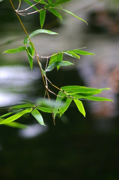 路，不通时，选择绕行心，不快时，选择看淡情，渐远时，选择随意心静如水清见底，意闲似风淡无痕。