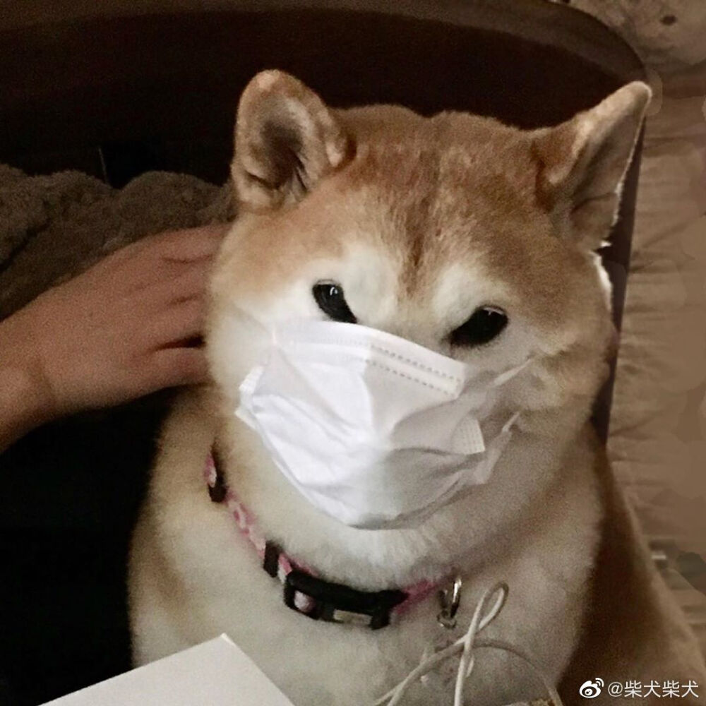 让我康康还有谁没戴口罩！ Instagram：ponsan_shiba