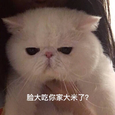 猫咪！