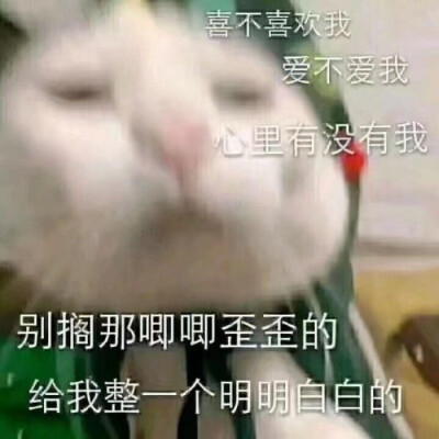 猫咪！