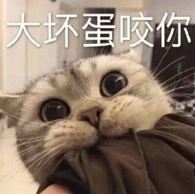 猫咪！