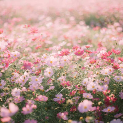 花
背景图壁纸头像