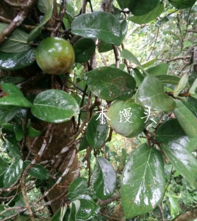  木馒头( mu man tou)又名木莲、水馒头、鬼馒头、薜荔果等。甘，平。归肾、胃、大肠经。具有补肾固精，清热利湿，活血通经，下乳，解毒消肿的作用。