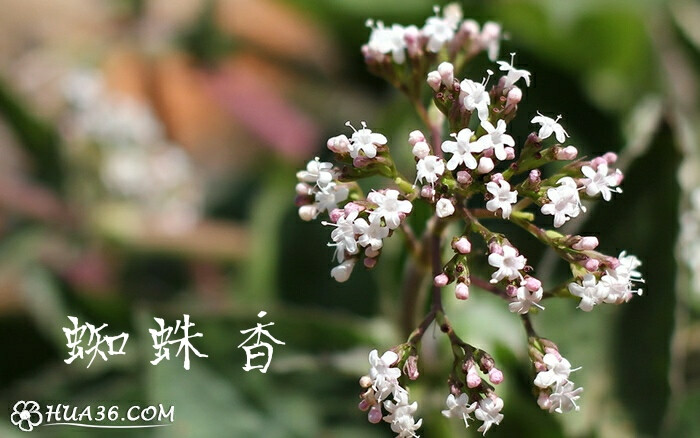 功能
理气止痛，消食止泻，祛风除湿，镇惊安神。
主治
用于脘腹胀痛，食积不化，腹泻痢疾，风湿痹痛，腰膝酸软，失眠。