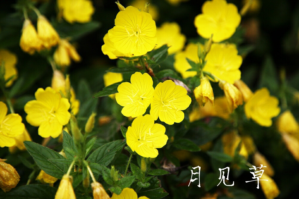 功能
祛风湿，强筋骨。
主治
风寒湿痹，筋骨酸软