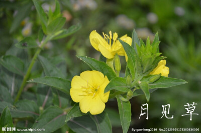 功能
祛风湿，强筋骨。
主治
风寒湿痹，筋骨酸软