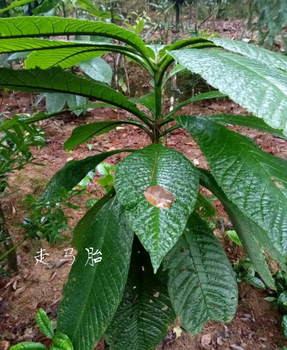 走马胎有祛风活血的功效，用于风湿关节痛、产后血瘀、产后风瘫、半身不遂等症。《广西中药志》："活血行血。治产后血瘀。"《陆川本草》：祛风湿。治风湿骨痛，风瘫鹤膝。