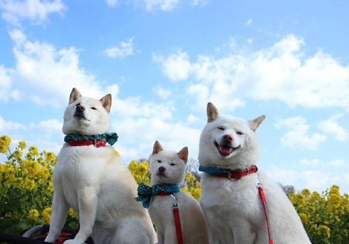 白色柴犬一家三口的春日旅行