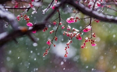 楼畔花枝拂槛红，露天香动满帘风