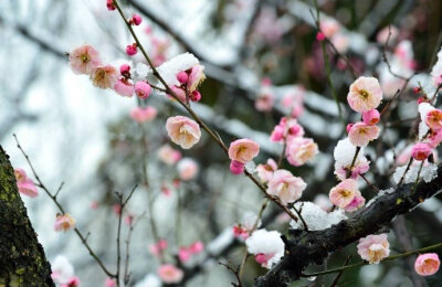 楼畔花枝拂槛红，露天香动满帘风