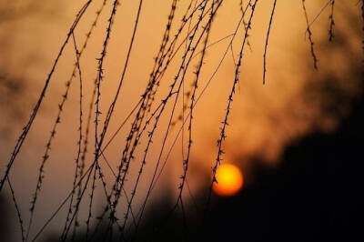 杨柳生寒莫上楼，夕阳芳草泥人愁。