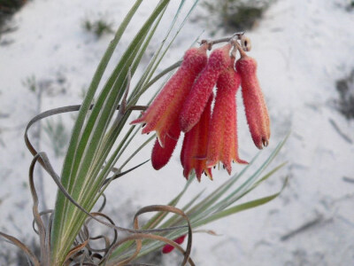 血草科 冬钟花属 Blancoa canescens