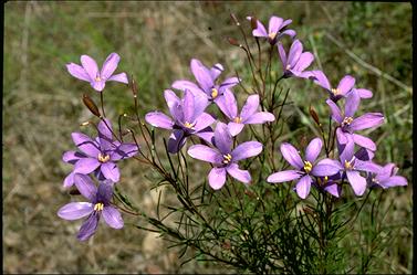 海桐科 指藤莓属 Cheiranthera linearis