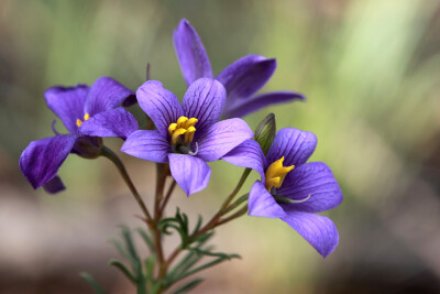 海桐科 指藤莓属 Cheiranthera linearis