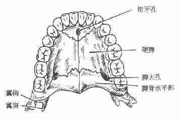 腭 解剖