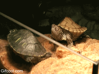 龟龟