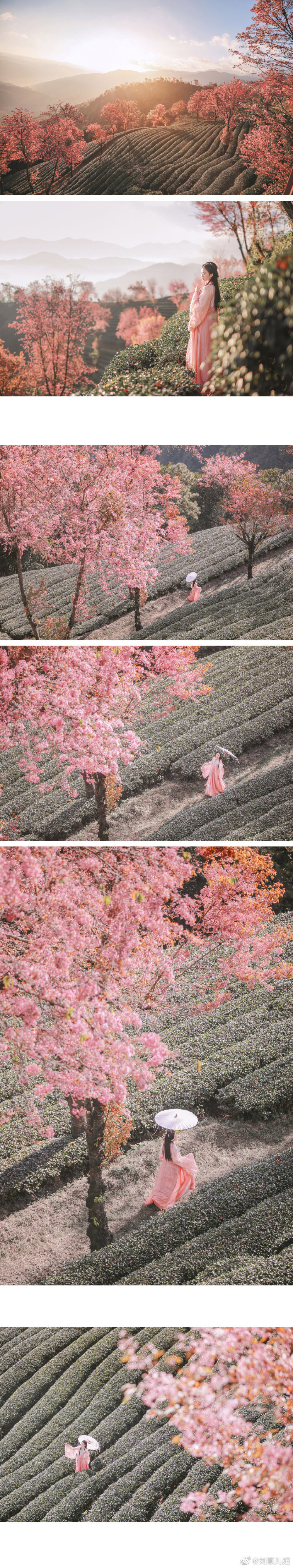 「山茶朝露，烟霞轻笼」。
无量山冬樱。当隆冬雪盛，这里的茶园却樱花初绽。
这般光景，总让人遥想起曼陀山庄的彼时初见。
出镜：@竹大宝Chiki
