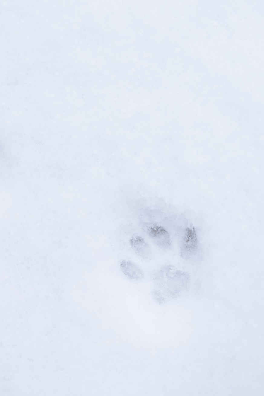 猫咪·雪地