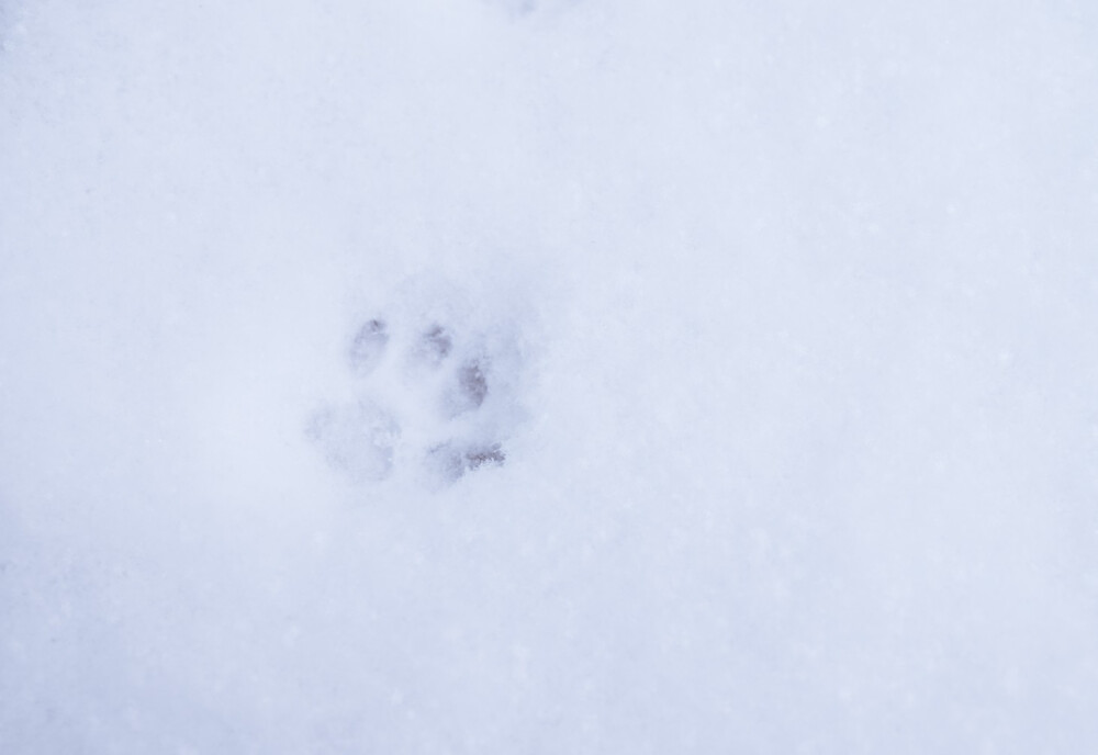 猫咪·雪地