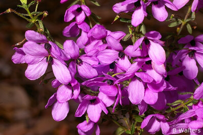 杜英科 孔药葎属 Tetratheca thymifolia