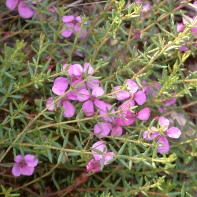 杜英科 孔药葎属 Tetratheca thymifolia