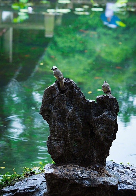 门内有径，径欲曲；径转有屏，屏欲小屏进有阶，阶欲平；阶畔有花，花欲鲜花外有墙，墙欲低；墙内有松，松欲古松底有石，石欲怪；石面有亭，亭欲朴亭后有竹，竹欲疏；竹尽有室，室欲幽 …… 《小窗幽記》里的生活美学