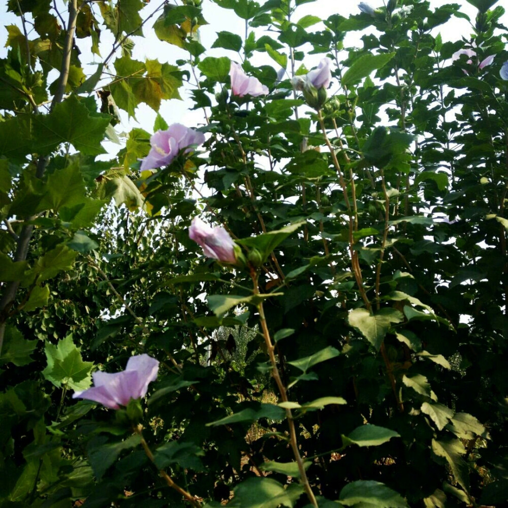 马路边的木槿花 村口路边的木槿花开了，这种花朝开暮落，所以白居易才会说“槿花一日自为荣”。 绿洲