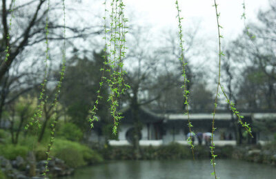 春雨细如尘，楼外柳丝黄湿。#诗词# #诗词歌赋#