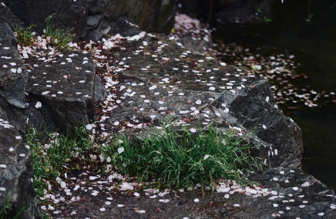 山櫻花落紅飄雨