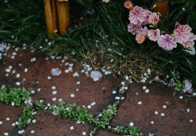 山樱花落红飘雨