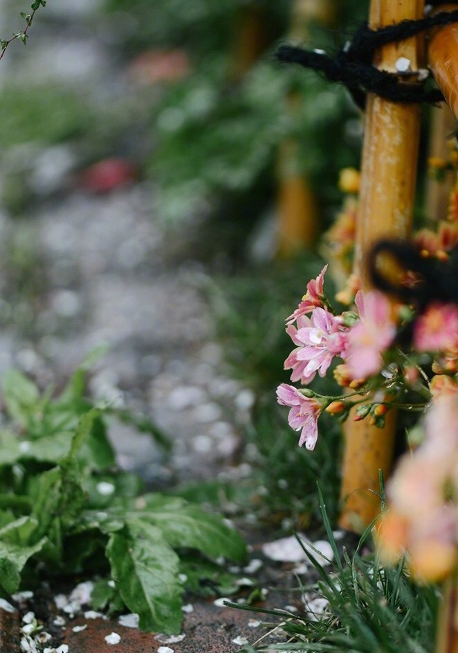 山樱花落红飘雨