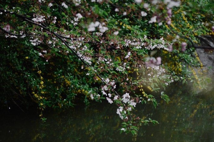 山櫻花落紅飄雨