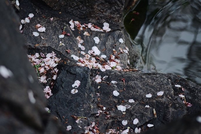 山樱花落红飘雨