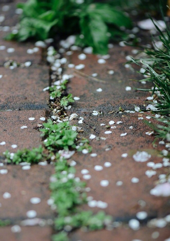 山櫻花落紅飄雨