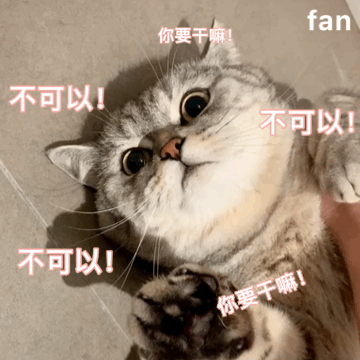 猫咪动图