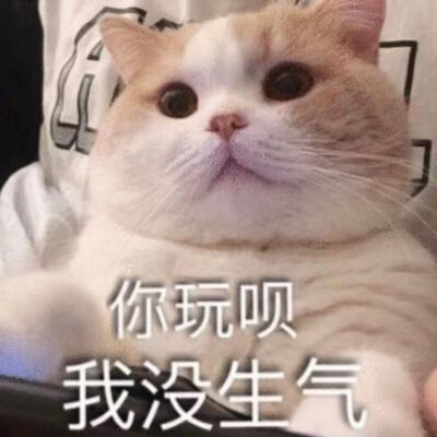 猫动图
表情包
狗动图