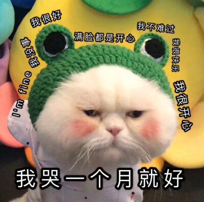 可爱 表情包 猫猫 鸭